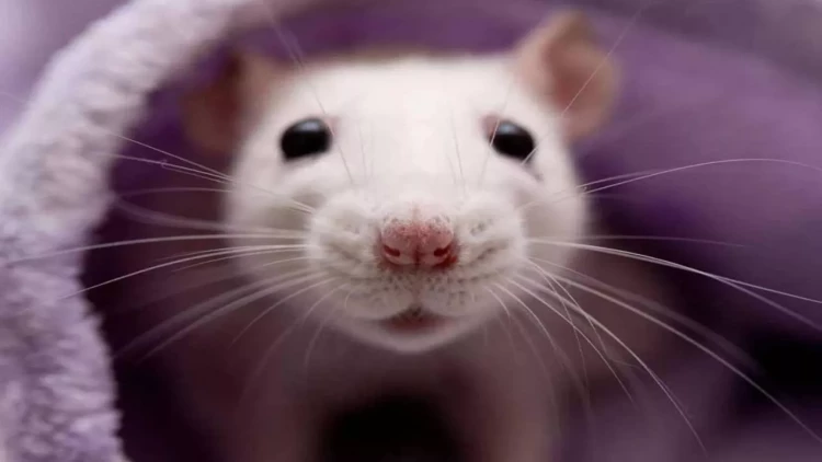 Siçanlar şəhəri ələ keçirir - Ölümcül bakteriya yayılır