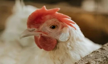 Məşhur broyler şirkəti külli miqdarda borca düşdü, rəhbəri dəyişdi