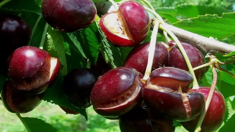 Yağan yağışlar gilası bahalaşdıracaq?