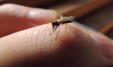 Yayda həşəratlara qarşı təbii həll - Bu bitkini yandırmaq kifayətdir