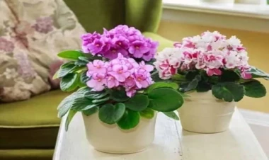 Çiçəkləriniz solmasın deyə nə etmək olar? - VİDEO