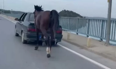 Ağlasığmaz OLAY: Atı maşının arxasına bağlayıb... - VİDEO