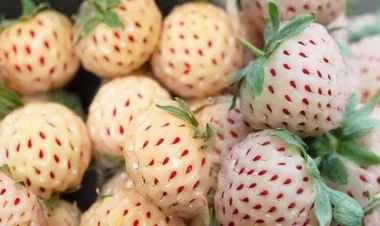 Çiyələyə bənzəyir, dadı tam başqa - özü isə xəzinədir