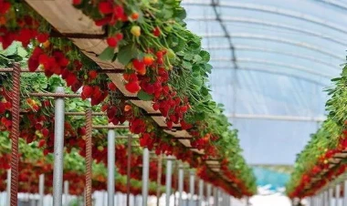 Çiyələyin qiyməti ucuzlaşmır - SƏBƏB