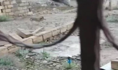 Lökbatanda evə tülkü girdi - VİDEO