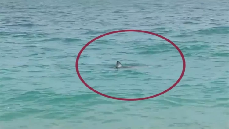 Antalyada sahildə köpək balığı peyda oldu - VİDEO - FOTO
