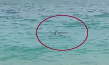 Antalyada sahildə köpək balığı peyda oldu - VİDEO - FOTO