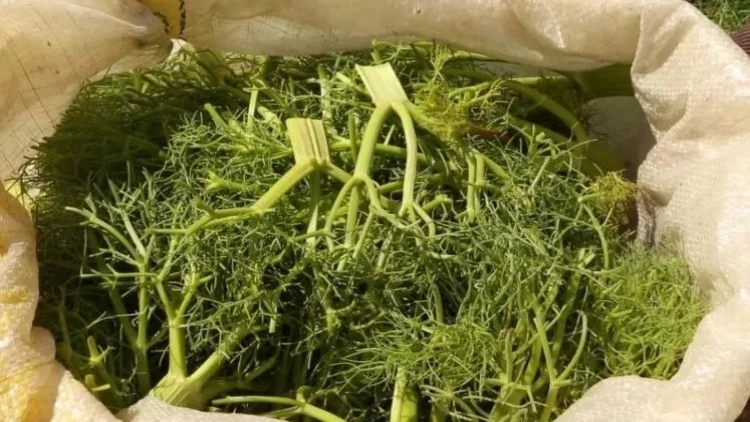 Dağdan çaşır yığırdı, faciəvi şəkildə öldü