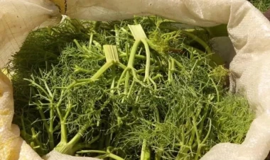 Dağdan çaşır yığırdı, faciəvi şəkildə öldü