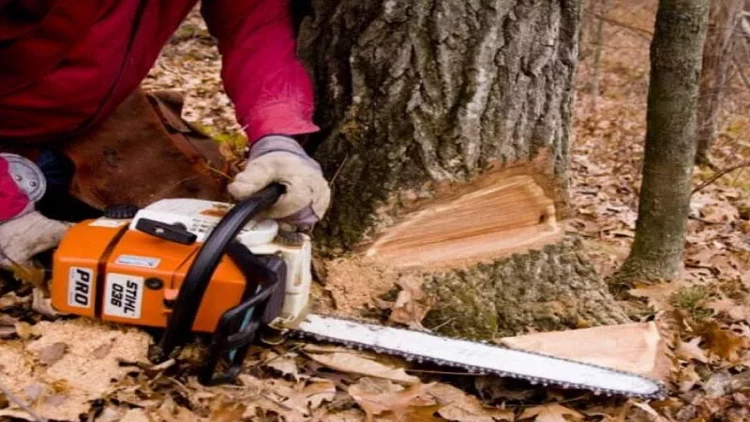 Sumqayıtda 15 ağacı kəsən şəxs cərimələndi