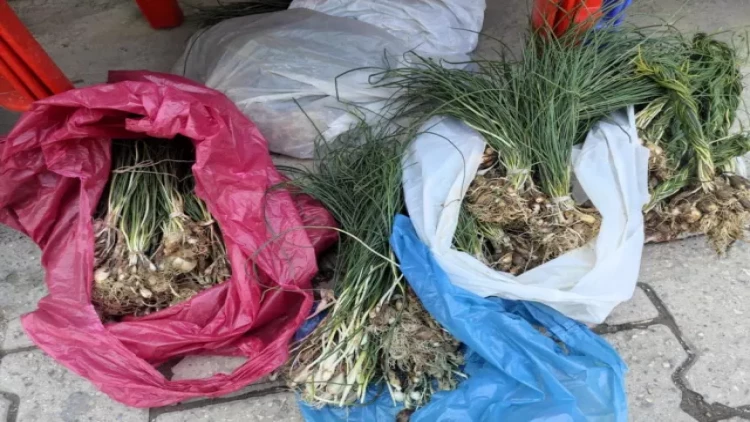 Dağda bitir , kilosu 400 manatdır - FOTO