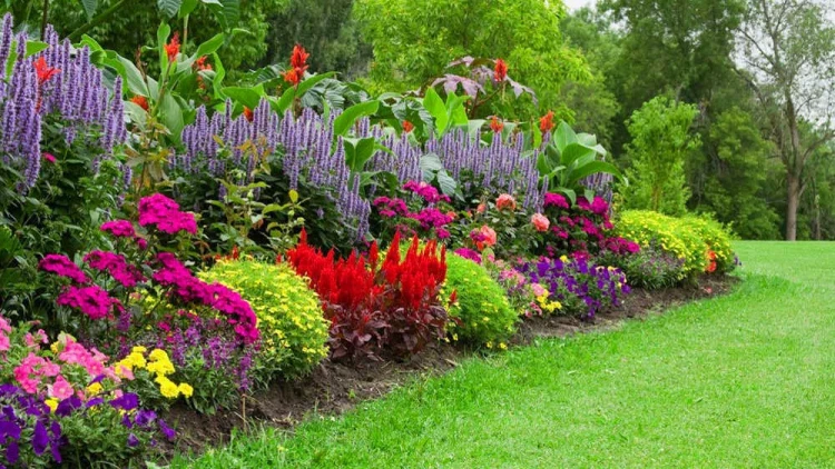 Hamının bağında var amma faydaları bilinmir - Dərib, yeyin...