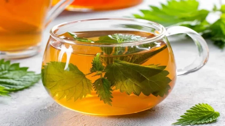 Bitkisinə əl vurmaq olmur, ancaq çayı çox faydalıdır