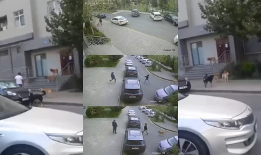 Yasamalda küçə itləri azyaşlıya hücum etdi - VİDEO