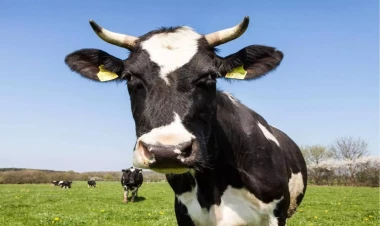 Azərbaycanda inəyin sahibini 8 min cərimələdilər - Səbəb