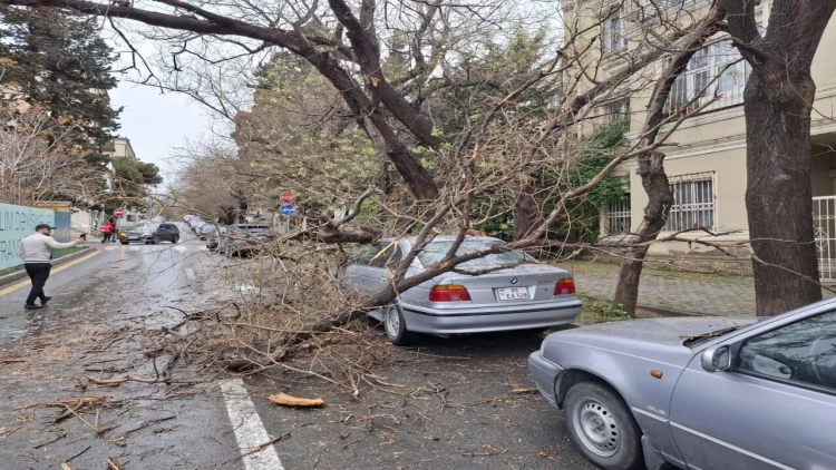 Maşının üstünə ağac aşdı, dəyən ziyanı kim ödəməlidir?