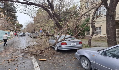 Maşının üstünə ağac aşdı, dəyən ziyanı kim ödəməlidir?