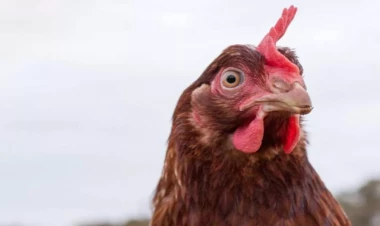 Məşhur şirkətin ət məhsullarında ölümcül bakteriya aşkarlandı - Marketlərdən yığışdırılır