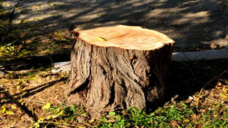 Sumqayıtda ağaclar niyə kəsilir?