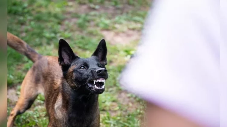 Azərbaycanda bağçadan çıxan uşaqlara itlər hücum etdi: Çox sayda yaralı var