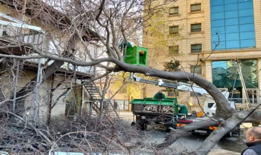 Bakıda güclü külək 12 ağacı AŞIRDI - YENİLƏNİB - VİDEO