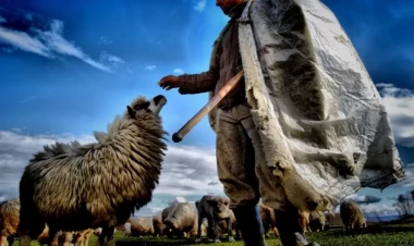 Yardımlıda BƏDBƏXT HADİSƏ: Mal-qara otaran şəxs faciəvi şəkildə öldü