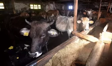 İnək 10 yaşlı uşağı öldürdü