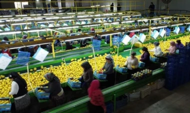 Türkiyə limon ixracatını dayandırır - Bu səbəbdən