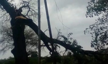 Bakıda ağac evin üzərinə aşdı: Çatlar yarandı - FOTOlar