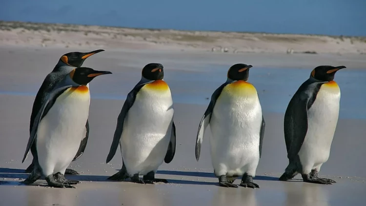 Tramp pinqvinlərə də rüsum tətbiq edəcək