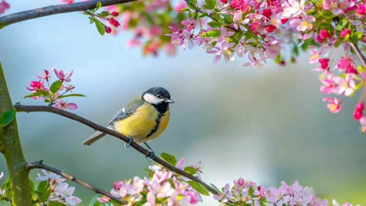 Bakıda 22 dərəcəyədək isti olacaq