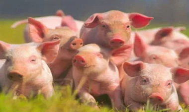 Azərbaycanda ən çox donuz olan rayonlar