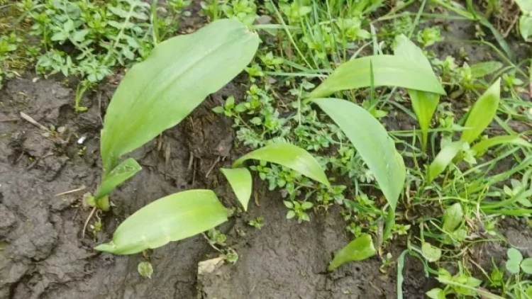 Kilosu 55 manata olan “Xalyar” - Əsrarəngiz faydalara malik bitki - FOTO