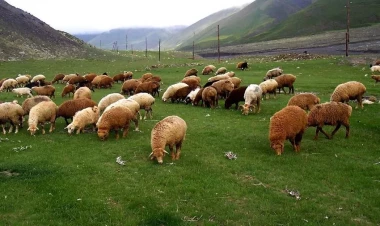 Azərbaycanda qoyunların sayının azalmaması üçün TƏKLİF - VİDEO