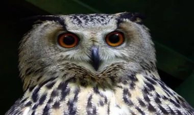 Tramp yüzminlərlə bayquşu öldürməyi əmr etdi - səbəb