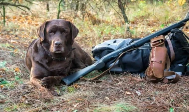 İt öz sahibini güllələdi