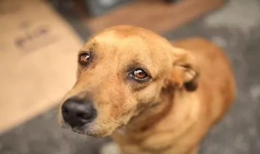 İtlər ən çox hansı rəngi sevir? - Alimlər açıqladı