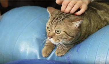 Pilateslə arıqlayan pişik - FOTOlar