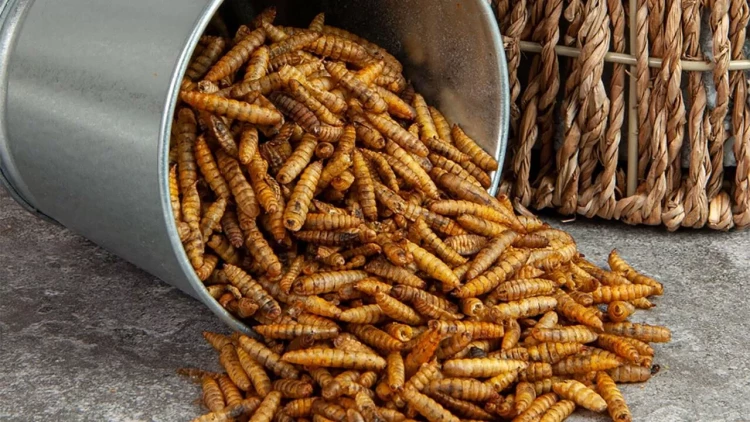 Böcək unu Azərbaycanda satıla bilərmi? - VİDEO