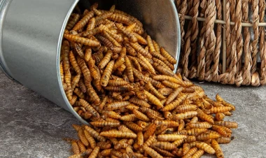 Böcək unu Azərbaycanda satıla bilərmi? - VİDEO