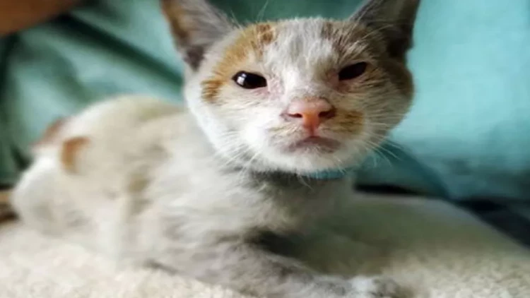 Pişiyinizin qocaldığını belə müəyyən etmək olar