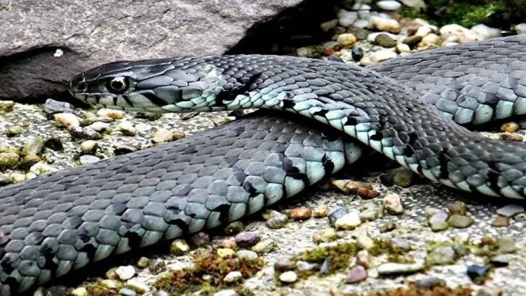 Xəstəxanaya girən 2 metrlik ilan pasientləri DƏLİ ETDİ - VİDEO