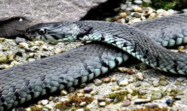 Xəstəxanaya girən 2 metrlik ilan pasientləri DƏLİ ETDİ - VİDEO