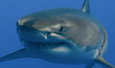 Köpəkbalığı onunla şəkil çəkdirmək istəyən qadının qollarını qopardıb yedi - FOTO