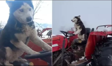 İtin traktor sevgisi gündəm oldu - Sükan arxasında... - FOTO