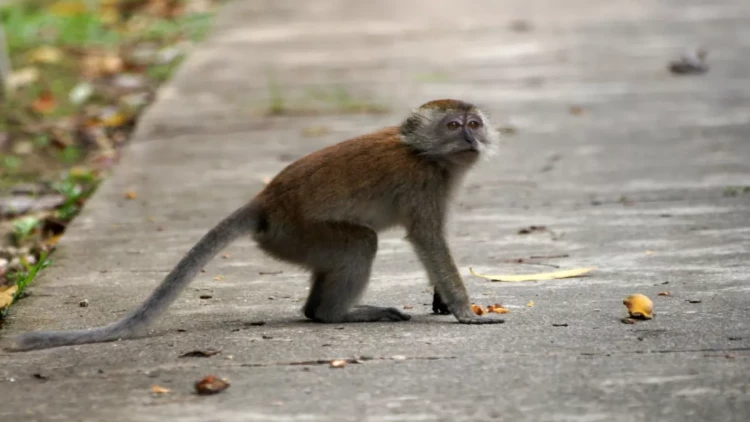 Meymuna görə bütün ölkə işıqsız qaldı - FOTO