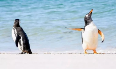 Pinqvinlər öz aralarında tez-tez 