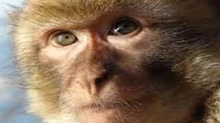 Meymun Şri-Lankanı işıqsız qoydu