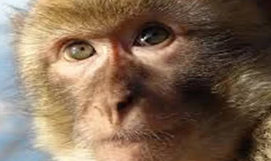 Meymun Şri-Lankanı işıqsız qoydu