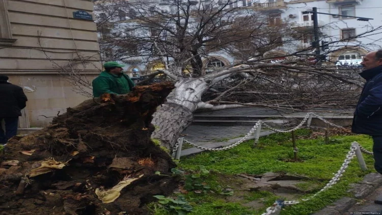 Ağac avtomobilin üzərinə AŞDI - VİDEO